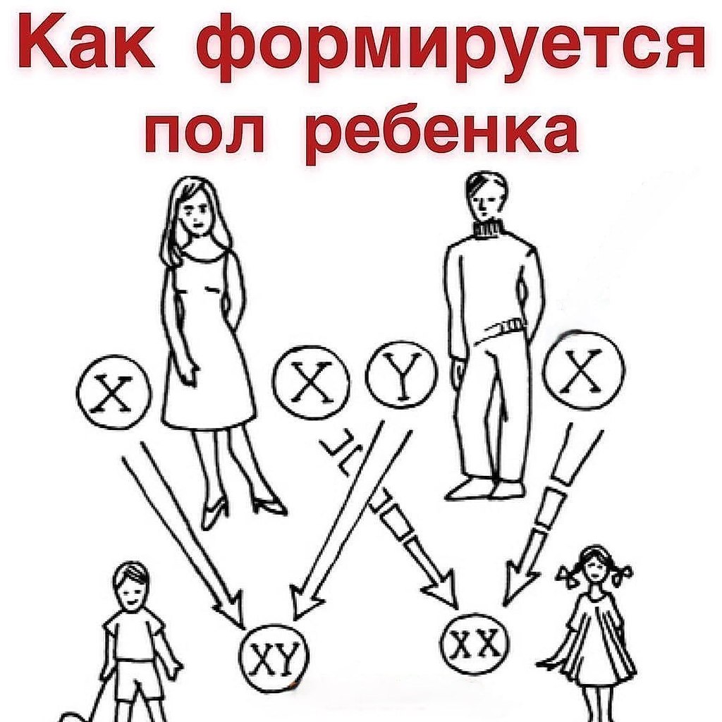 Сегодня я вам расскажу о том, как и на каком этапе происходит формирование пола будущего ребеночка. ...