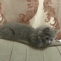 A����, ������