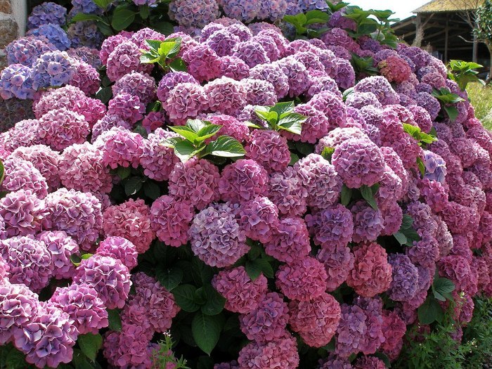 Гортензия - 4