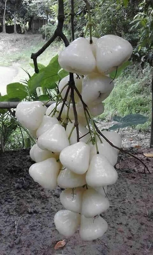 Черенки яблони,груши купить в Самаре Товары для дома и дачи Авито