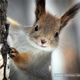 �������, ������, 49 ���