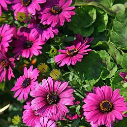 ������, ���