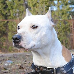 �����, �����-���������, 53 ����