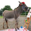 ���� Nusret, ����, 64 ���� - ��������� 19 ������� 2021 � ������ ������ ��������