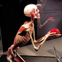  , , 50  -  23  2021    Body Worlds.  