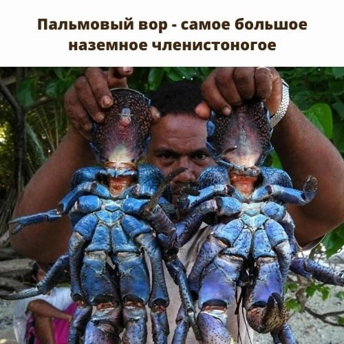 Кокосовый краб – как иначе называют пальмового вора – одно из самых больших наземных членистоногих в ...