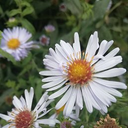 Milena, �������, 27 ���