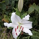  ***L***,   -  15  2021    2021 .