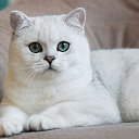 ���� �������, ����������, 51 ��� - ��������� 2 ������ 2021 � ������ ���� ����������