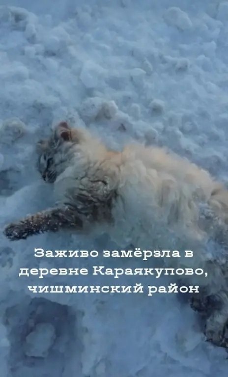МУСУЛЬМАНЫ БАШКОРСТАНА Чтож вы творитеБАШКИРИЯ Сам Великий Пророк Мухаммед был большим любителем ...