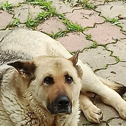 ���� �����, �������, 47 ��� - ��������� 19 ���� 2021