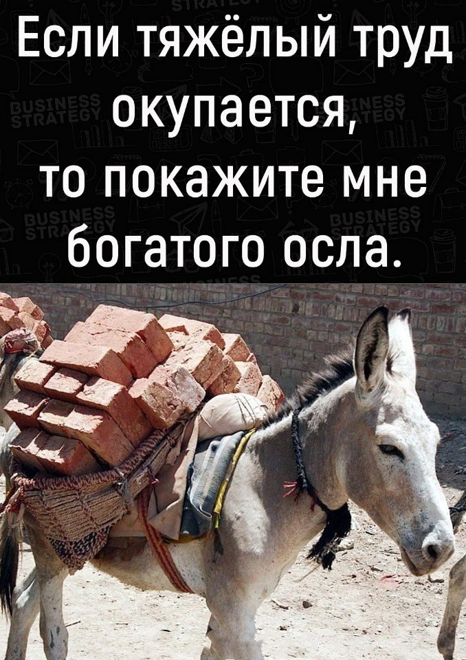 Смешные таблички для лошадей. Она вам не лошадь. В колхозе работала лошадь. Лошадь председателем так и не стала. Таблички в конюшню.