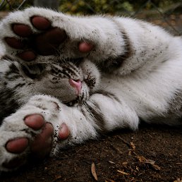 ������, �����������, 51 ���