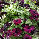 ���� ���������, �����-���������, 46 ��� - ��������� 25 �������� 2021