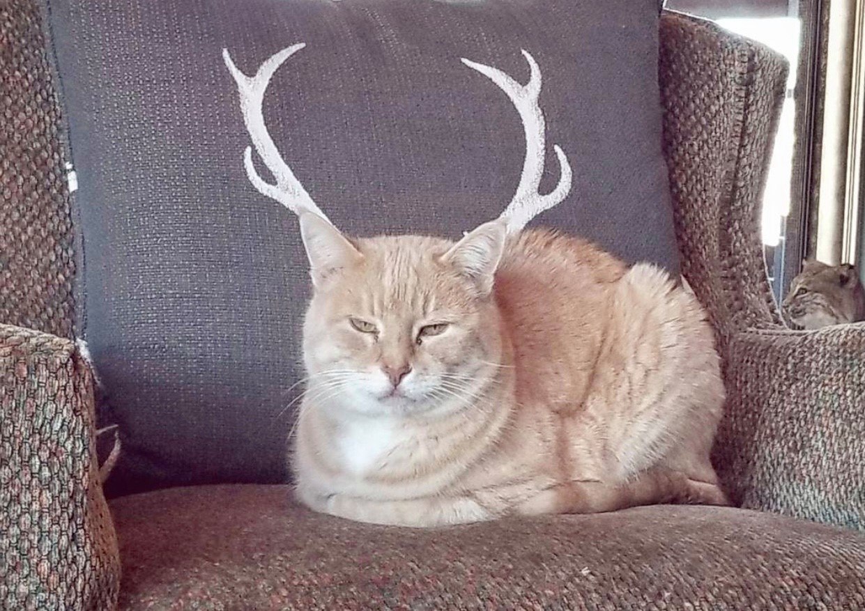   )