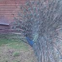 peacock �� ������� ���� ����������