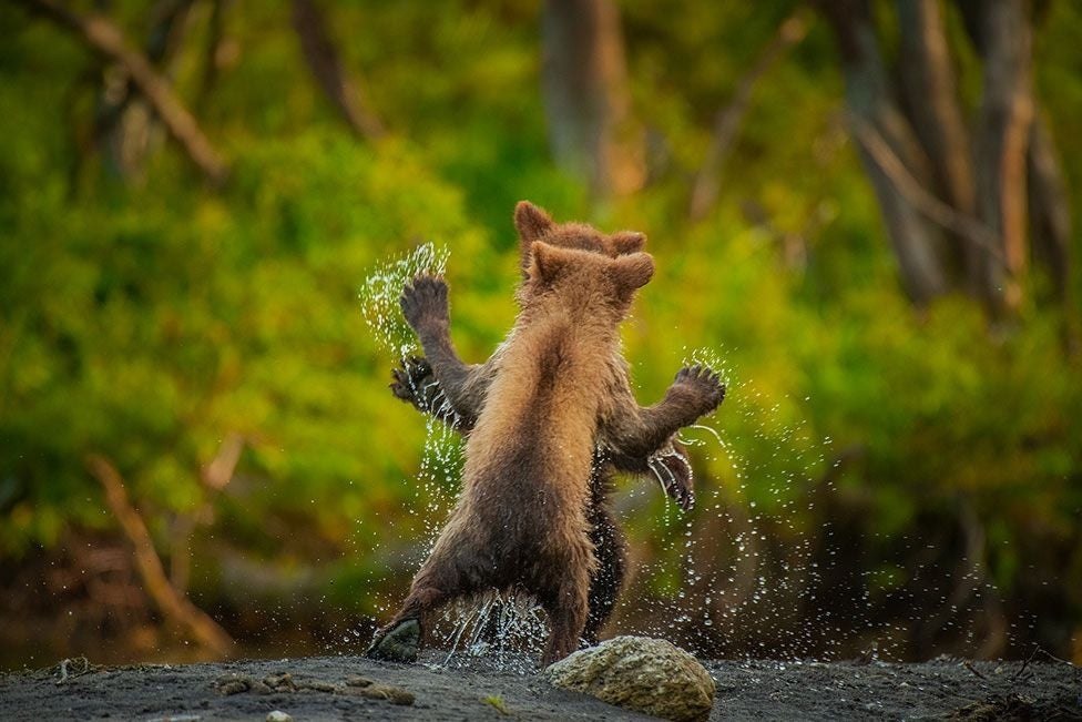       Comedy Wildlife Photography Awards! - 2