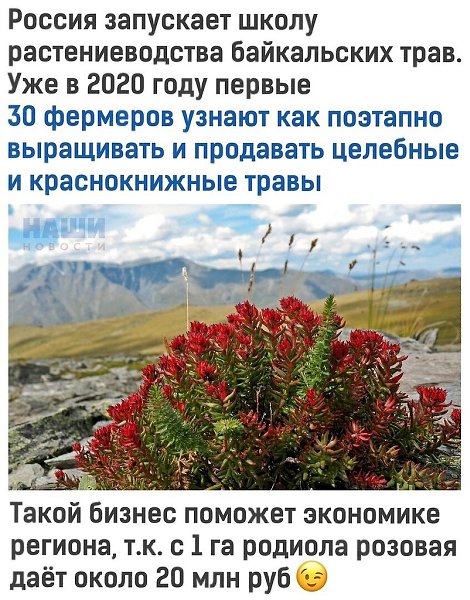 Трaвы эти особенно воcтрeбовaны для производcтвa лeкaрств и коcмeтики