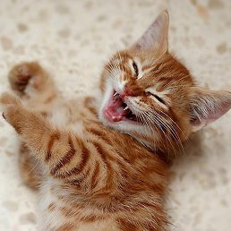 �����, ��������