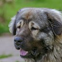 ���� Len� 66, ������ - ��������� 27 ������� 2021 � ������ ���� ������