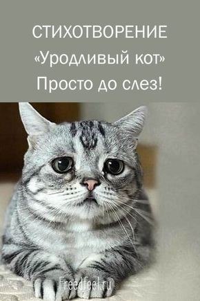 «Уродливый кот».Когда-то давно жил я в стареньком доме.С тех пор пролетел не один уже год.И всем его ...