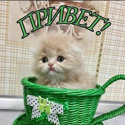 ���� ������, ���������, 71 ��� - ��������� 6 ������� 2021