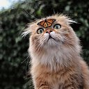 ���� �������, �������, 52 ���� - ��������� 4 ������ 2021 � ������ ���� ����������