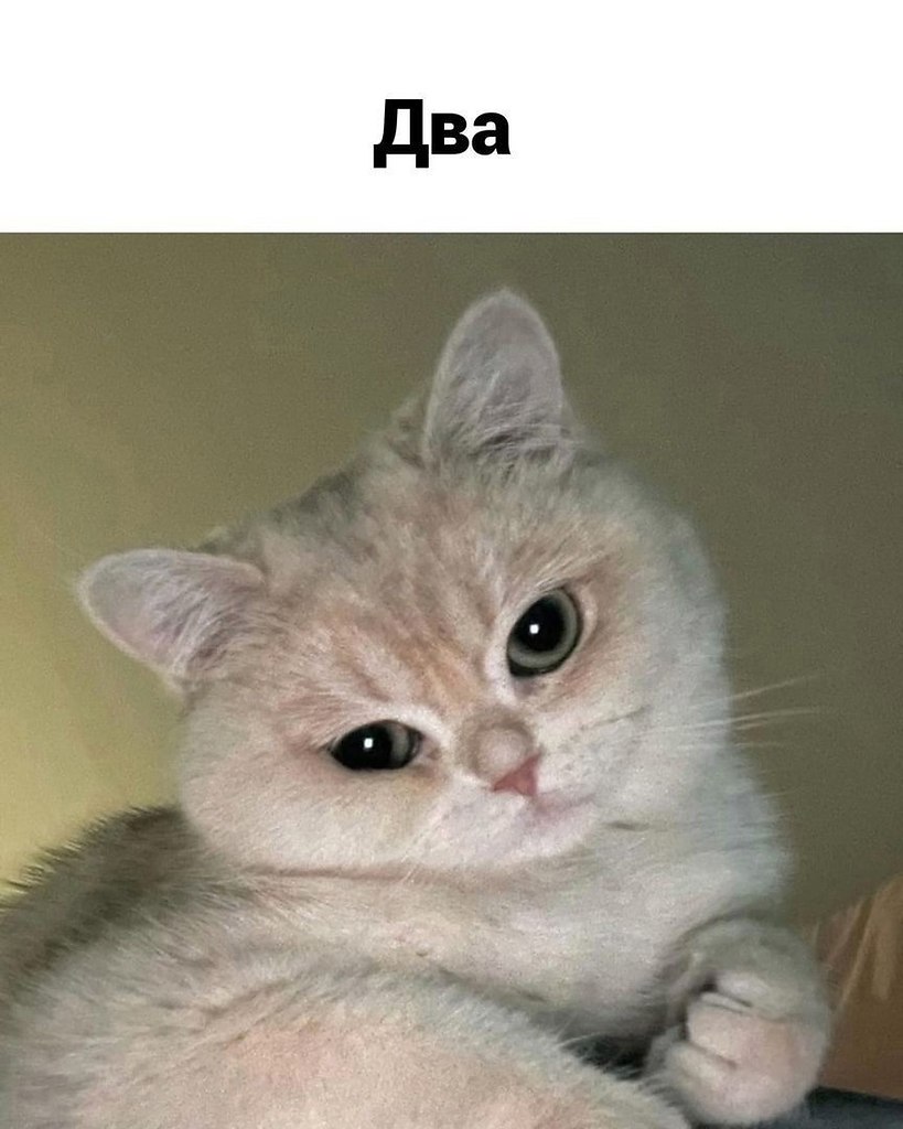 Bo  a c poe - 4