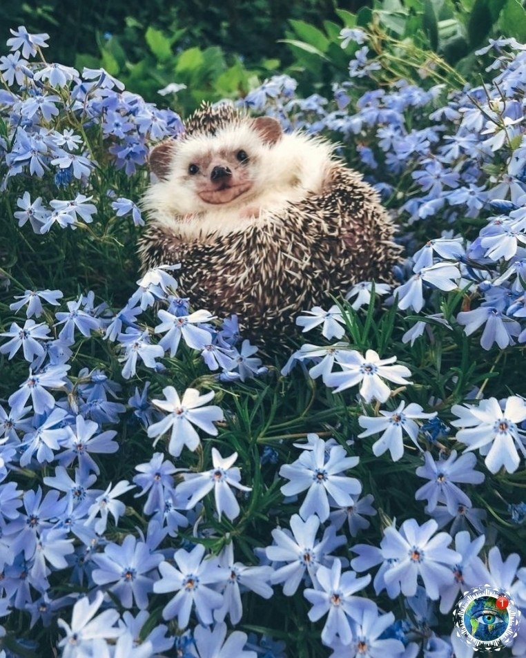 p pae oy, o e pa. - 8