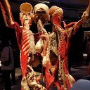  , , 51  -  23  2021    Body Worlds.  