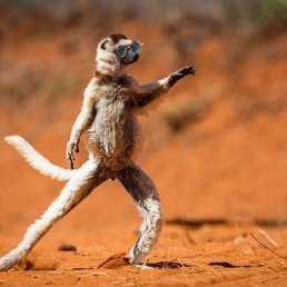 Aslan, ���������, 36 ���