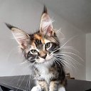 ���� ������ ������ ))) �� ������� ������ ��������