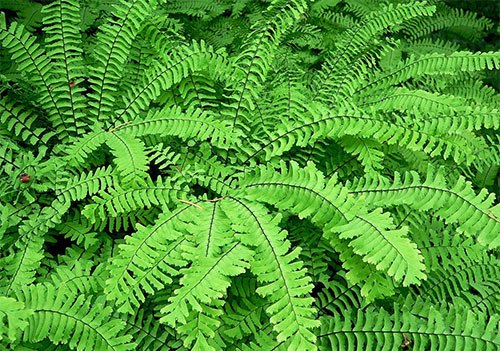 Теневыносливые комнатные растения для северных окон.Цветов, пригодных к выращиванию на северных ... - 6