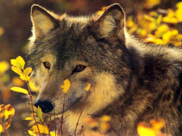 ��� - 18 �������� 2021 � 19:20