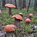 ���� �����, �����-���������, 63 ���� - ��������� 4 �������� 2021 � ������ ������ ��������