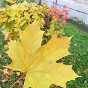 ���� �����, ����������� - ��������� 15 ������� 2021 � ������ ���� ����������