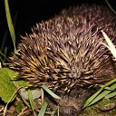 ���� ���������, ����� - ��������� 31 ������� 2021 � ������ ��������