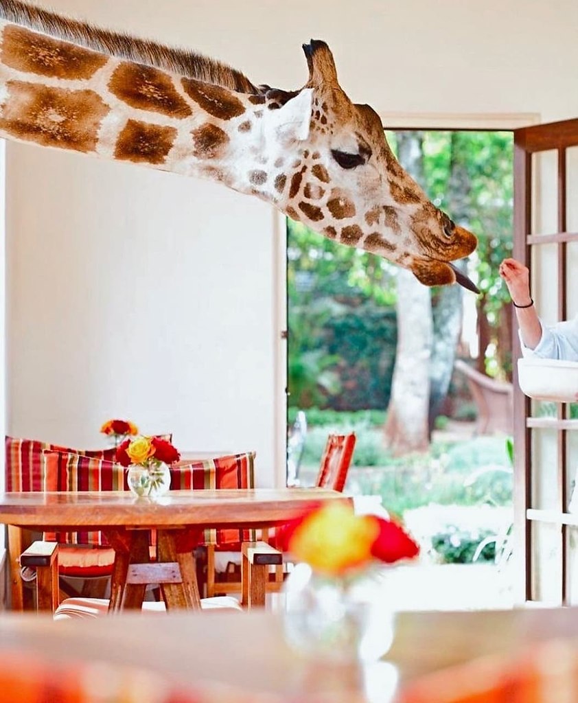   ,       ?     - GIRAFFE MANOR 5 ... - 4