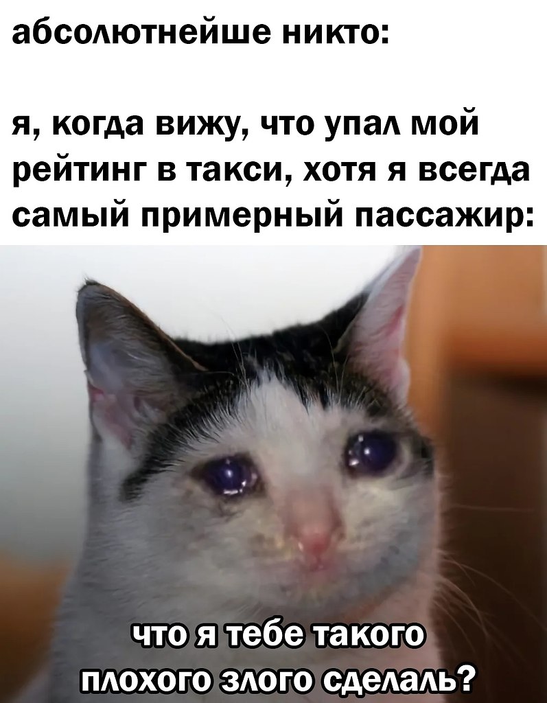Фото кот плачет мем