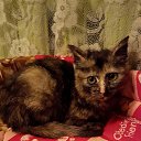 ���� �� ������� ���� ����������