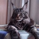 ���� Alex, �����-���������, 49 ��� - ��������� 26 ����� 2021 � ������ ������ ��������