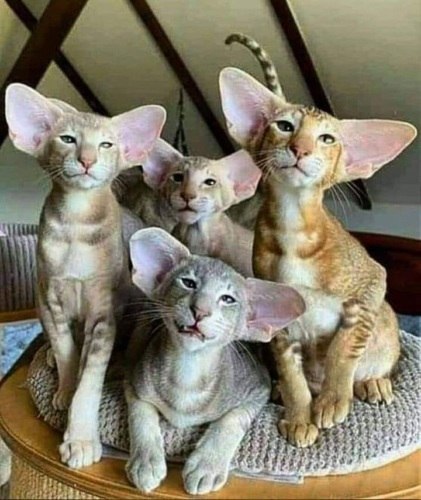 ���� ������!.... �������� ������ ���� ��� ��������!)