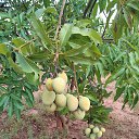  , -, 71  -  18  2021    