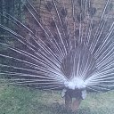 ���� Igor, �����-���������, 66 ��� - ��������� 30 ������ 2021 � ������ ���� ����������