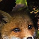 ���� ���� �������, ������, 70 ��� - ��������� 17 �������� 2021 � ������ ���� ����������