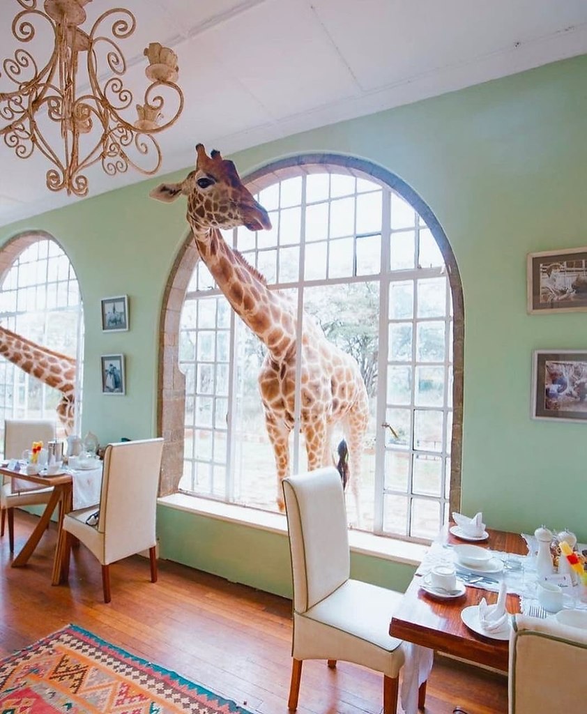   ,       ?     - GIRAFFE MANOR 5 ... - 3