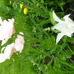 ���� �������, ������, 46 ��� - ��������� 20 ������� 2021