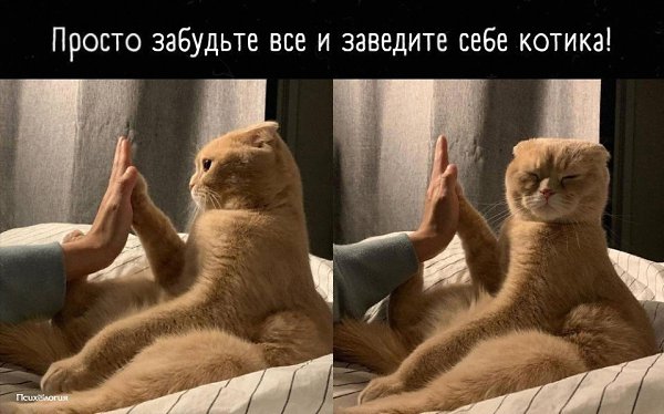А у вас есть домашние животные? Кидайте их смешные фото в комментарии