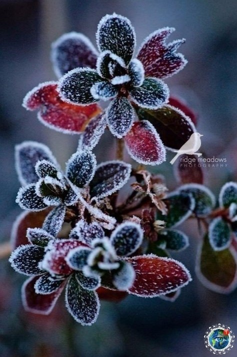 ooa oce  ocoo pacoo ... - 2