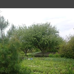 �������, �����, 34 ����